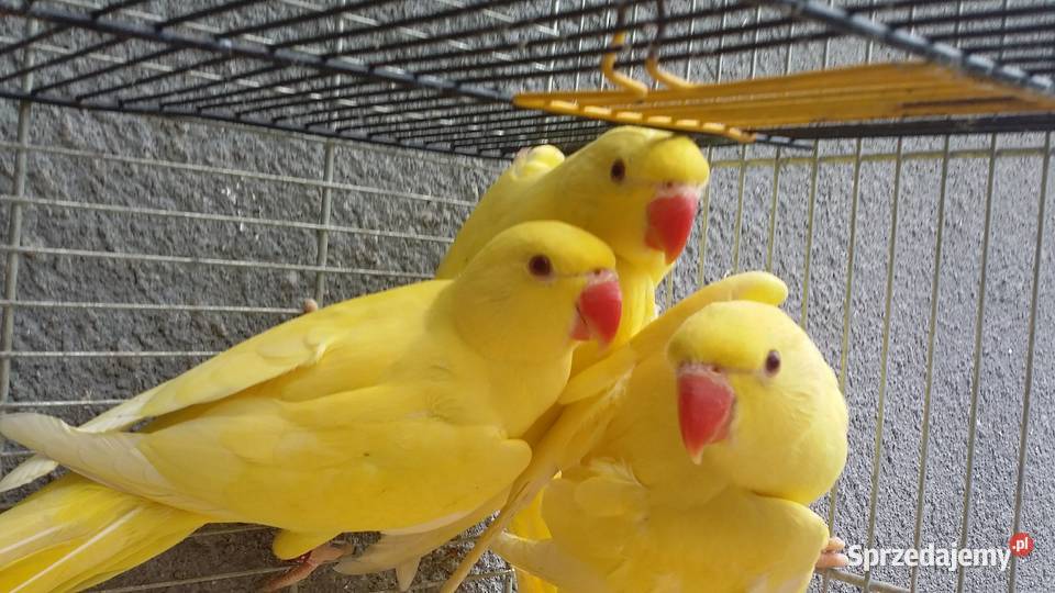 Nimfy duża klatka Aleksandretty i gołabki Ptaki Złotów