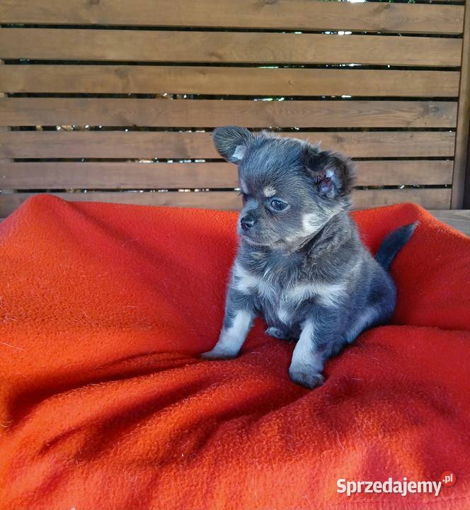 Suczka chihuahua liliowa mazowieckie Płock