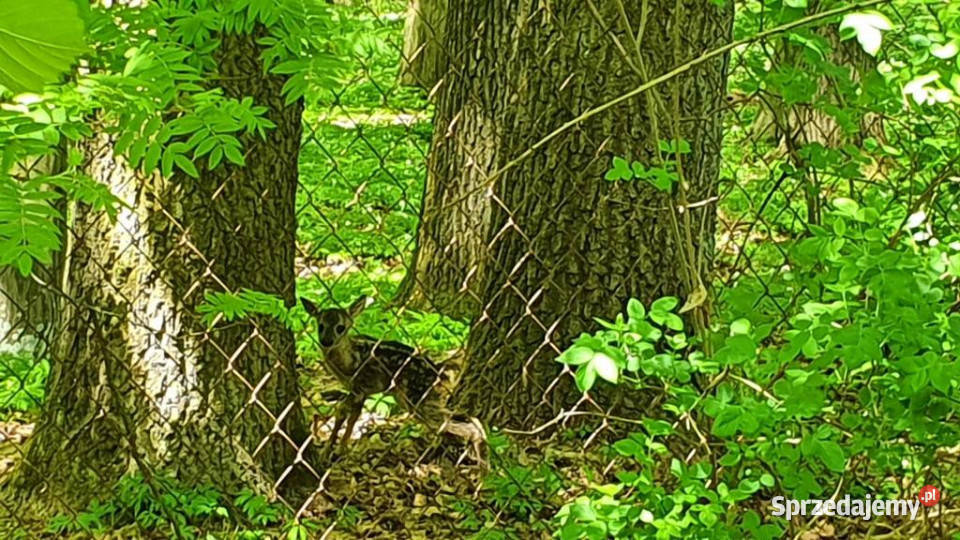 Grunt do sprzedania Zemborzyce Tereszyńskie