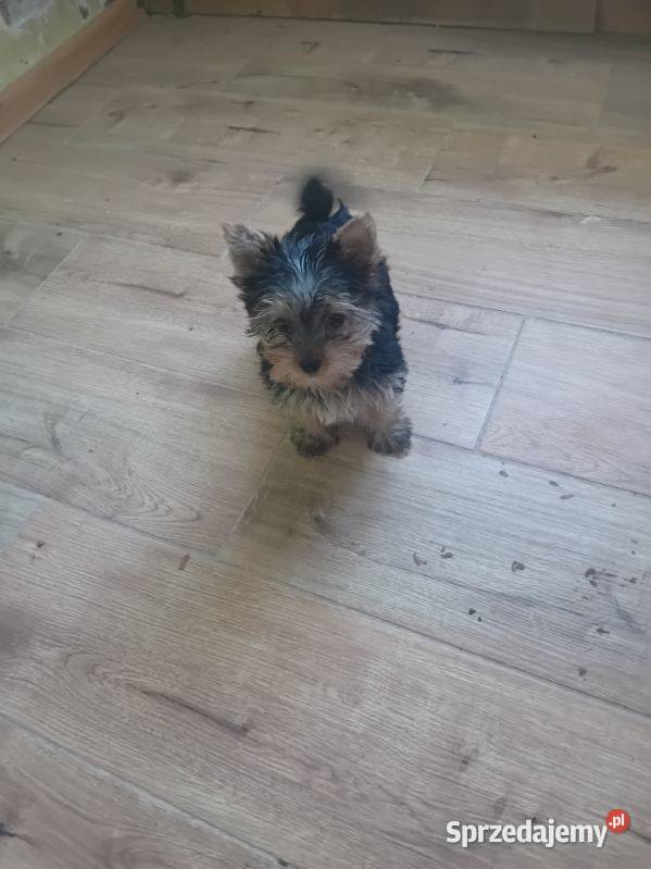 Sprzedam pieski yorki