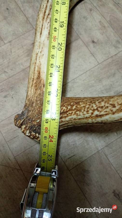 Poroże rogi 61 Elbląg sprzedam