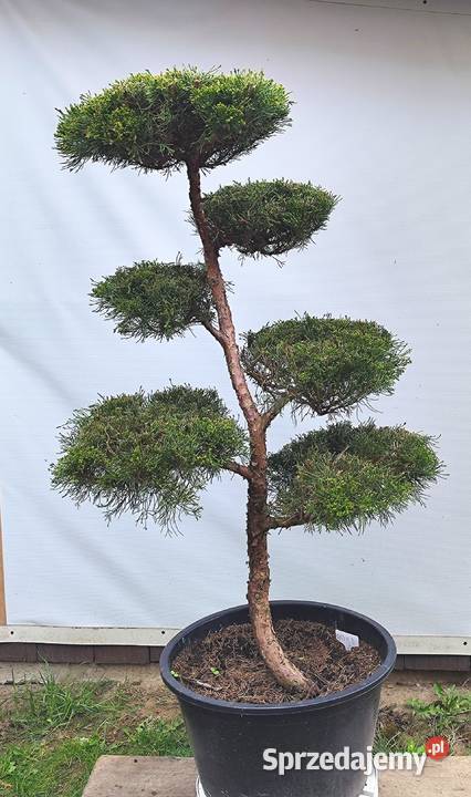 Bonsai Niwaki jałowiec pośredni Mint Julep Bonsai Medynia Łańcucka