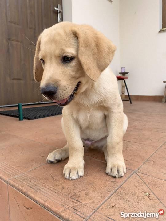 tani sklep najlepsza cena hodowla labradorów podkarpacie