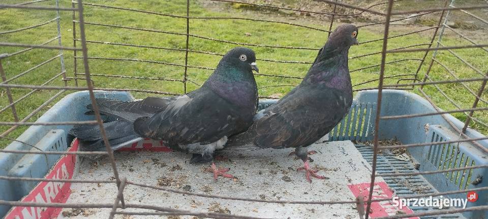 Gołębie mikolajewskie