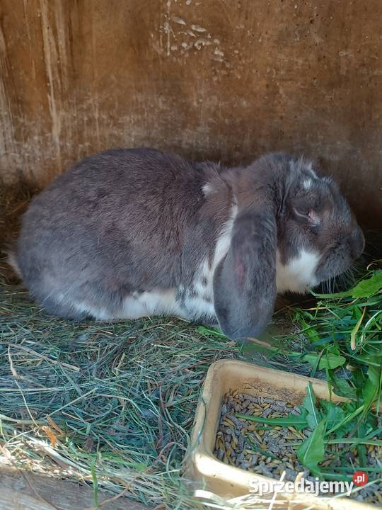 Sprzedam króliki samce Deksznie