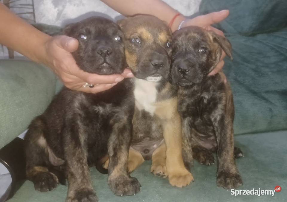 Cane corso pieski Mińsk Mazowiecki sprzedam