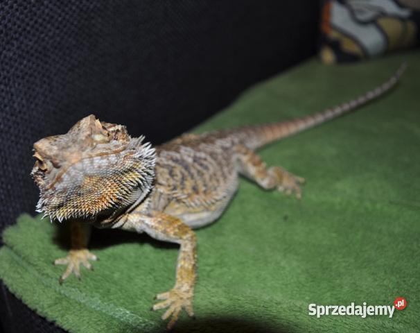 AGAMA BRODATA Z TERARIUM Gołdap