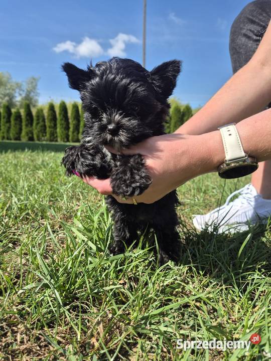 York terrier Black piesek Kazimierz Dolny sprzedam
