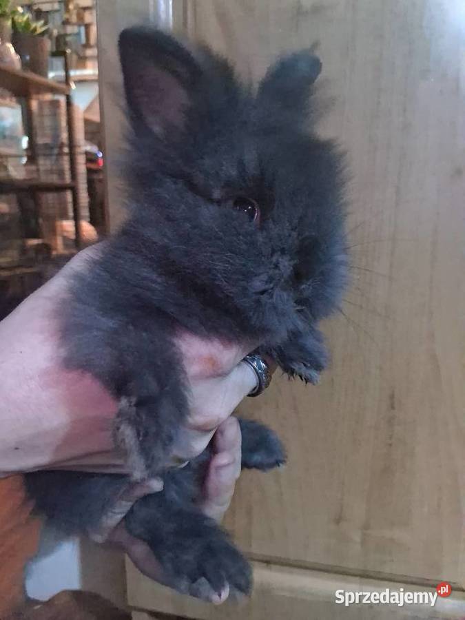 Królik miniaturka karzełek teddy śląskie sprzedam