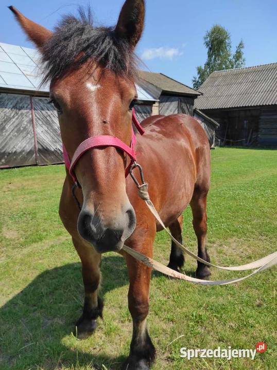 Sprzedam klacz rasy sokólskiej sprzedam
