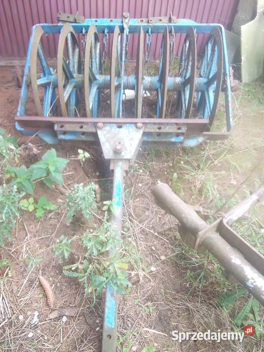 Wal cambella Świecie sprzedam