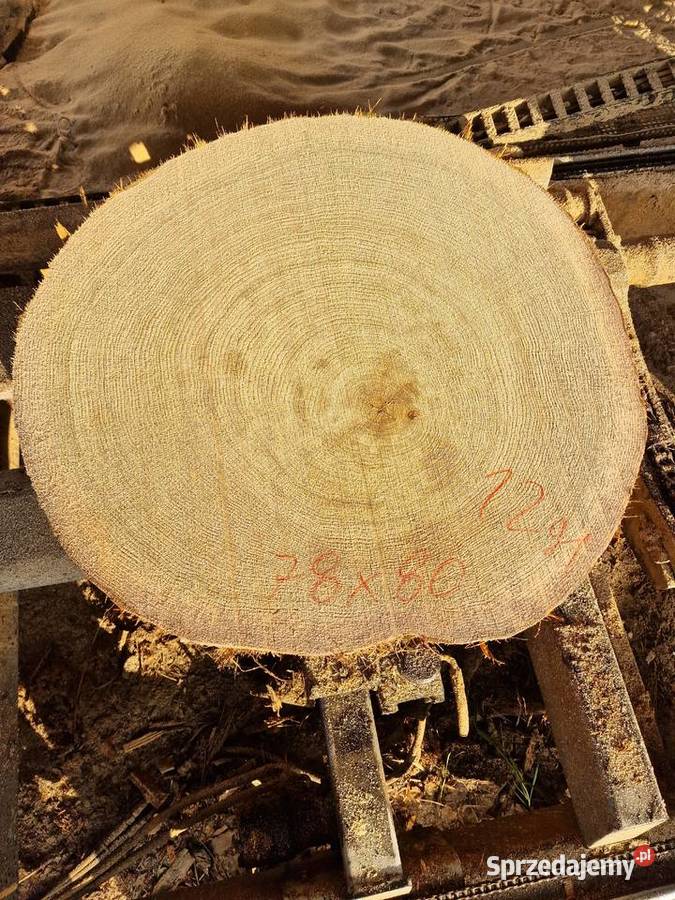 Plastry dębowe pakiet 56 sztuk Zieleniec