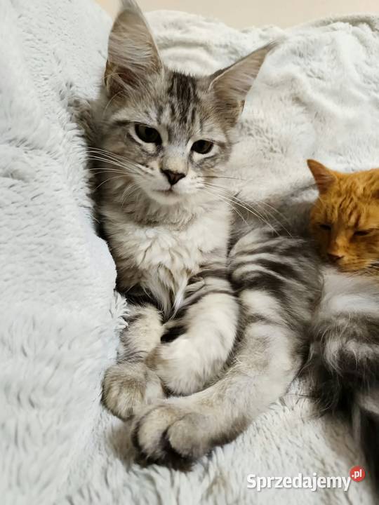 Kotka Maine Coon z rodowodem FPL Opal Wonder Czempiń