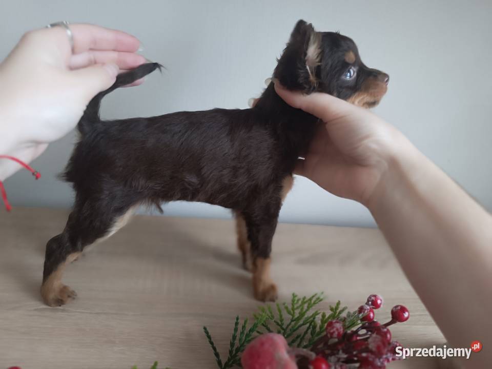 Rosyjski Toy z dokumentami FCI Kielce