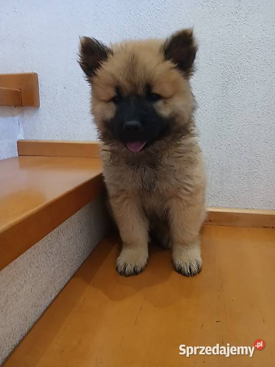 Eurasier szczeniak dziewczynka podkarpackie Krosno