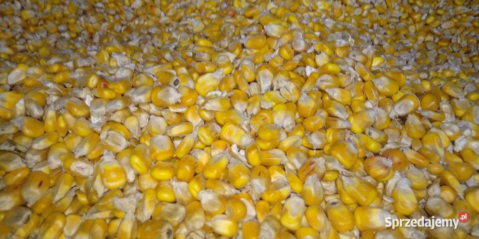 Kukurydza sucha 2025 całe ziarno gniecione Nowy Sącz