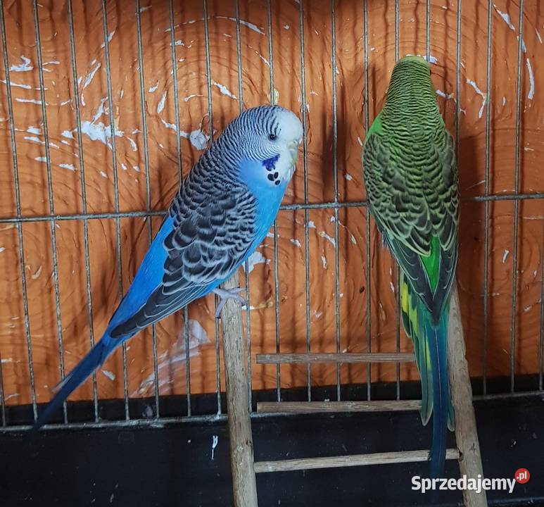 Papugi fliste para Lwówek Śląski