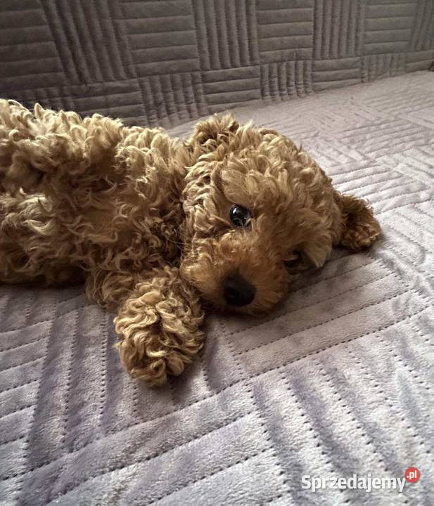 Pudel Toy red chłopiec Psy Solec Kujawski sprzedam