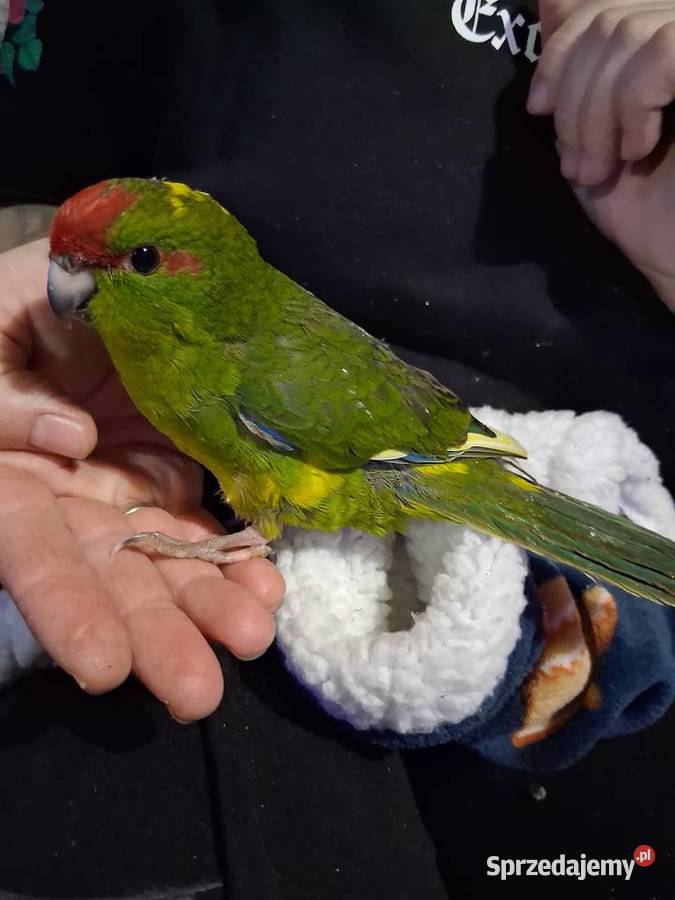 Modrolotka Andrychów