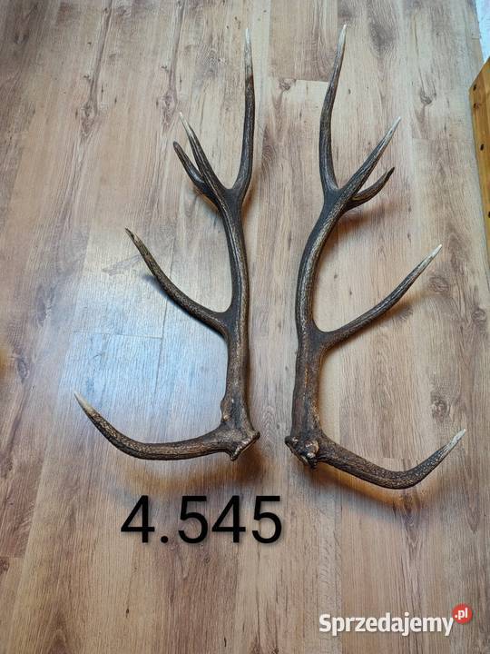 Sprzedam parkę jelenia 4545 Domarady