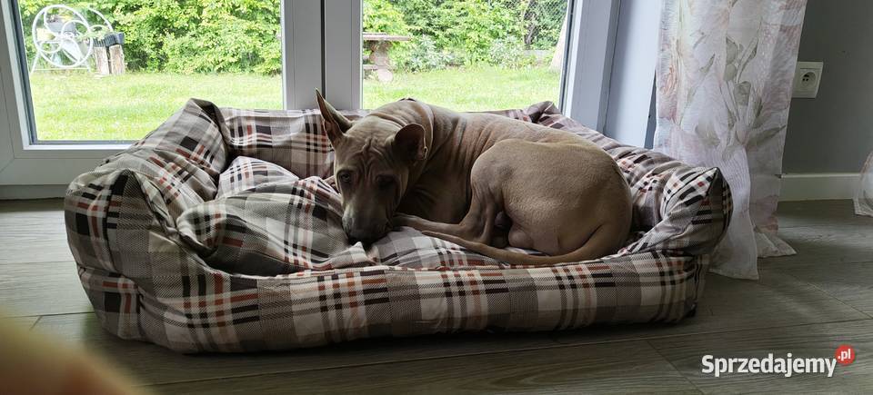 Thai Ridgeback Dog dog thajski