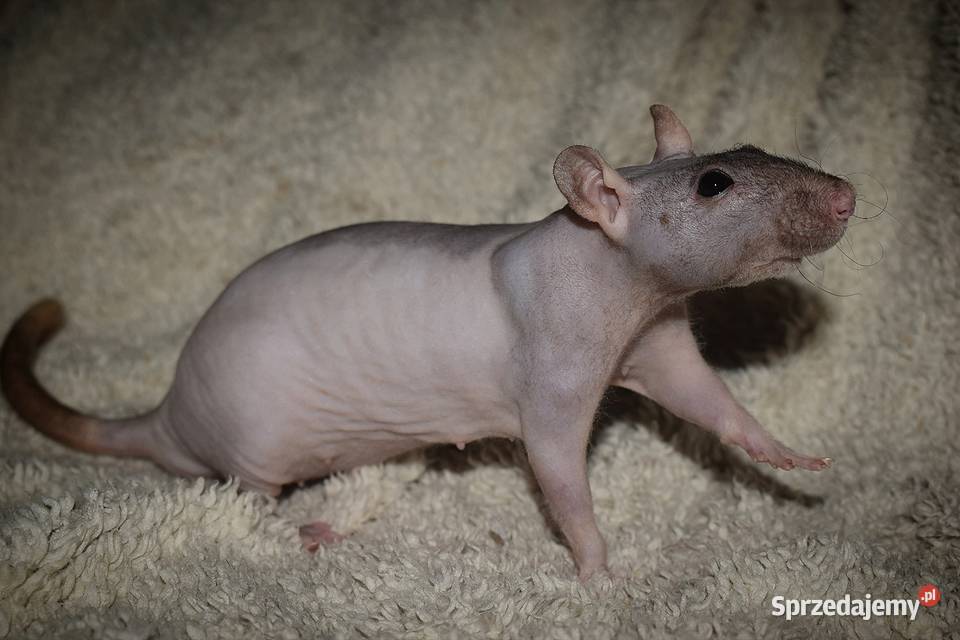 Szczurki szczur szczury fuzz Wrocław