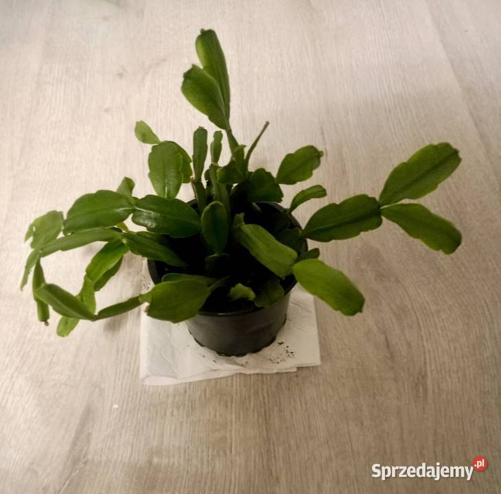 Grudnik szlumbergera zygokaktus kwiat doniczkowy Bochnia