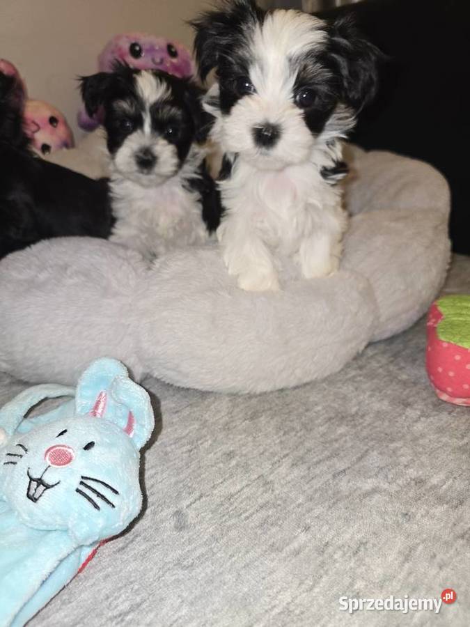 Sliczne pieski i suczki Hybryda YorkMaltańczyk Maltańczyk Rzeszów