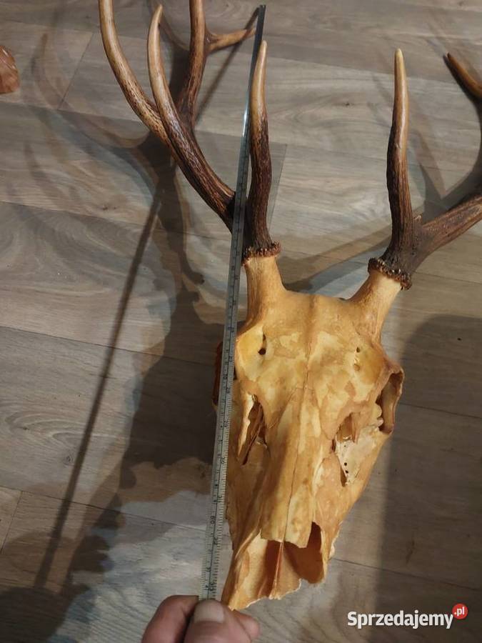 Poroże jelenia Kolekcje Baby Górne