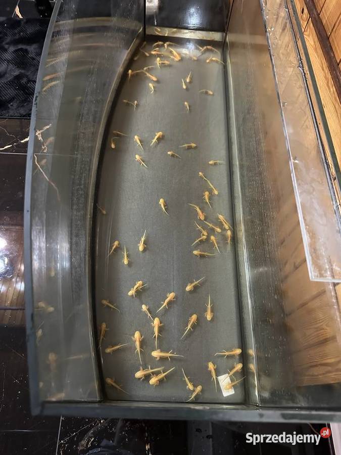 Aksolotl Salamandra Meksykańska wielkopolskie