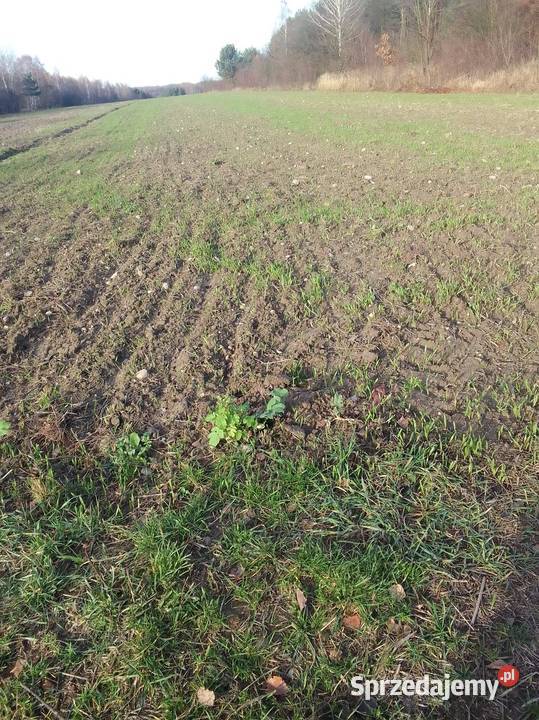 Działka uprawna Giełzów