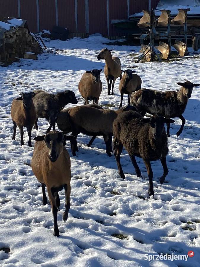 Sprzedam owce kameruńskie jagniętadorosłe