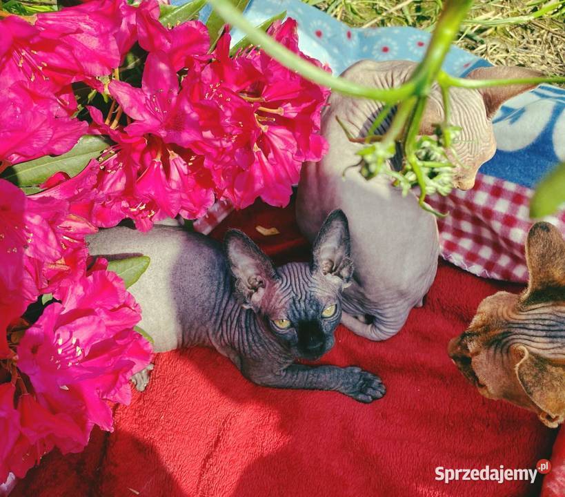 Sfinks Kanadyjski najwyższa klasa w super Raciborsko