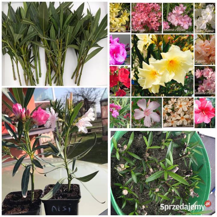 Szczepki okeander powinny zakwitnąć 2021 roku małopolskie Brzeźnica