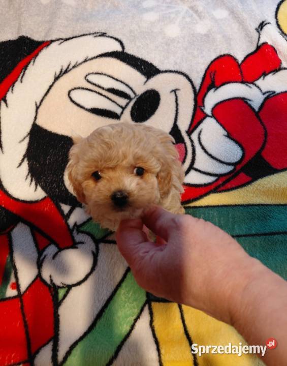 Maltipoo piesek biszkoptowy Wyszków sprzedam