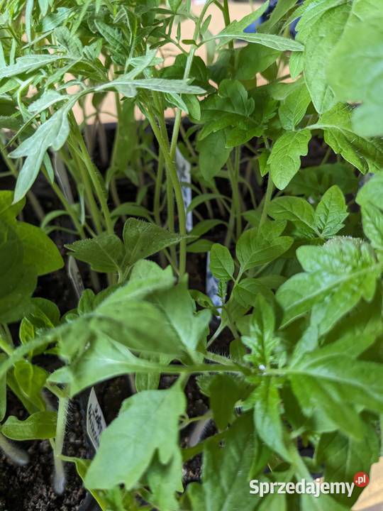 Pomidor Kutasik Penis rosyjski sadzonki nasiona Nowy Sącz