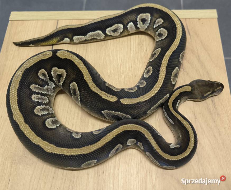 Pyton królewski Mahogany Mojave Gady i płazy Makowiec