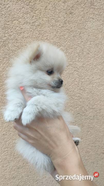 Szpic miniaturowy pomeranian łódzkie