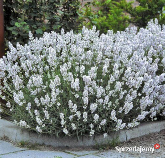LAWENDA WĄSKOLOISTNA BIAŁA sadzonki w doniczkach kujawsko-pomorskie Ustronie