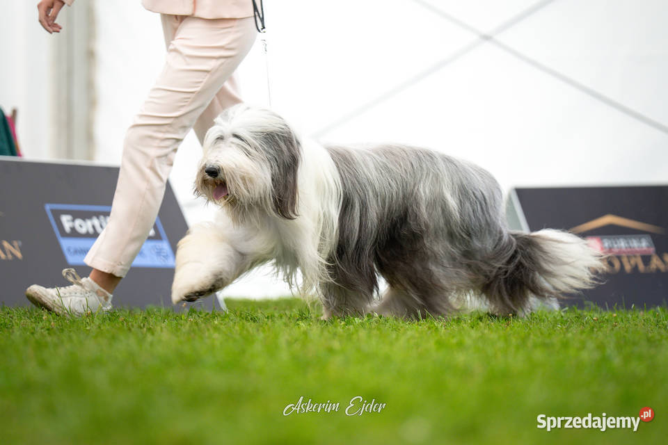 Bearded collie szczeniaki FCI zachodniopomorskie Stargard sprzedam