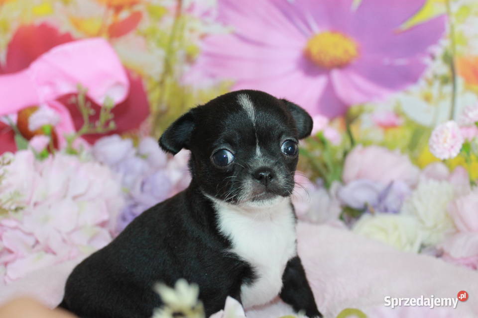 Chihuahua suczka ZKwP FCI Świnoujście