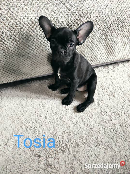 Buldog francuski szczenię suczka Tosia Łódź