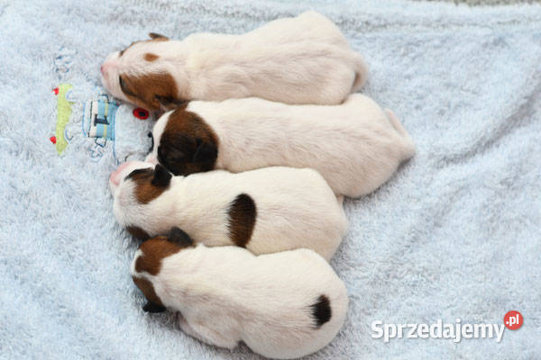 Jack Russell Terrier szczeniaczki FCI wielkopolskie Kołątajew