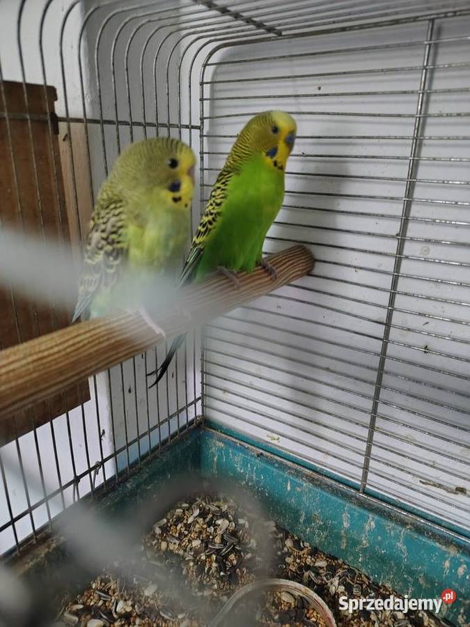 Sprzedam papużki faliste Nowy Sącz