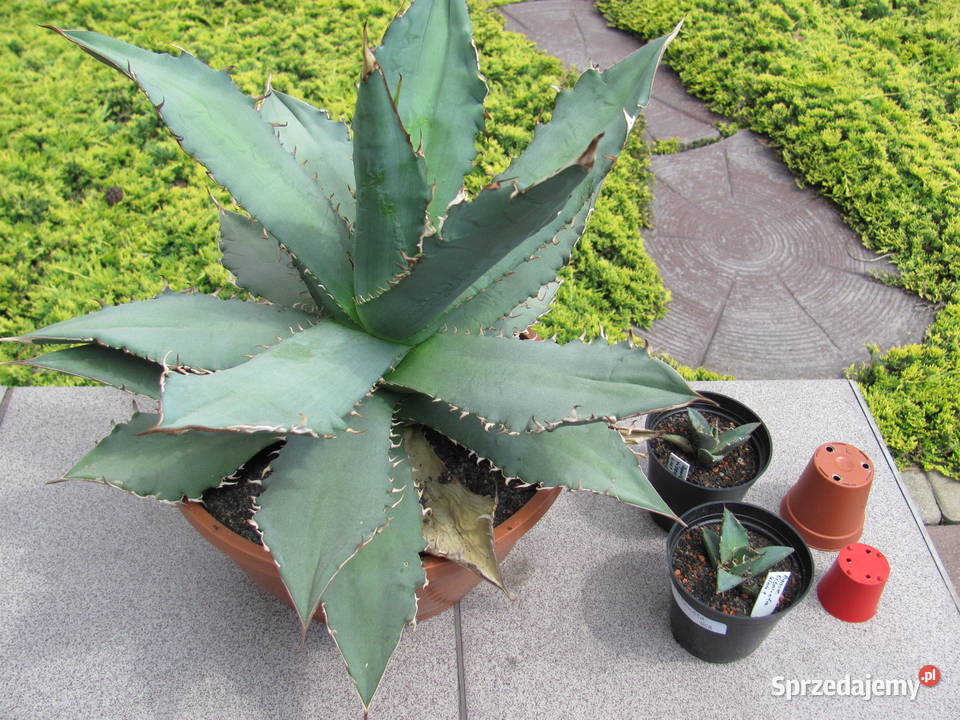 Agave titanota agawa tytanowa sadzonki Kraków sprzedam