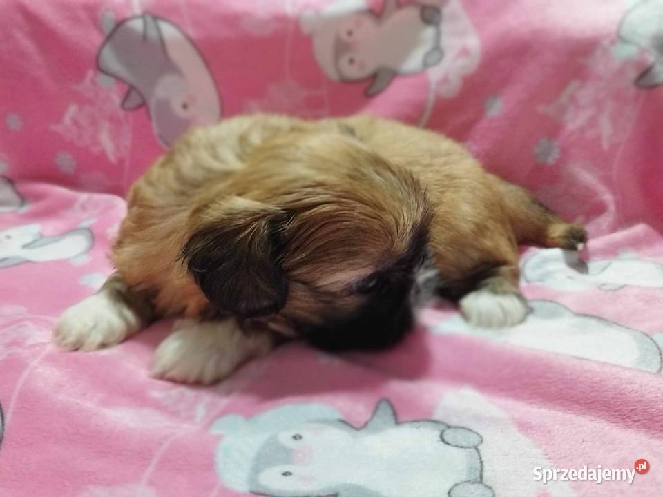 Shih Tzu Malutkie Wielkości Yoreczka Dąbrowa Górnicza sprzedam