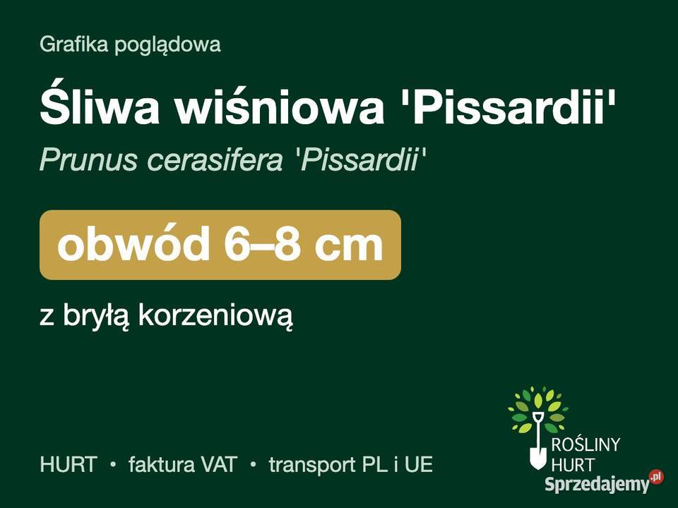 Śliwa wiśniowa Pissardii obwód 68 z bryłą HURT wielkopolskie