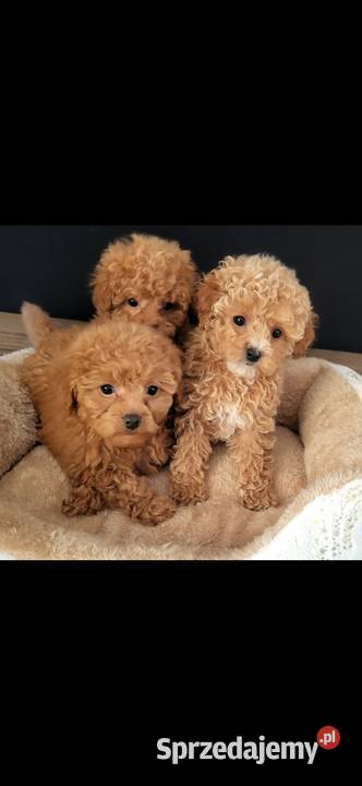 Piękne suczki maltipoo Kielce