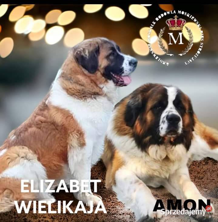 Moskiewski stróżujacy Sierpc sprzedam