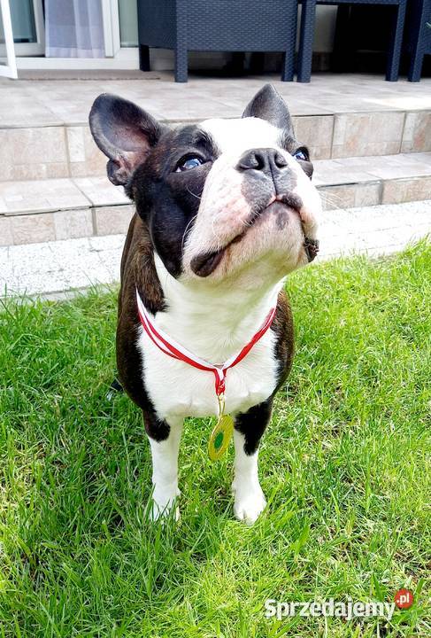 Reproduktor Boston Terrier Champion ZkwP FCI Kraków